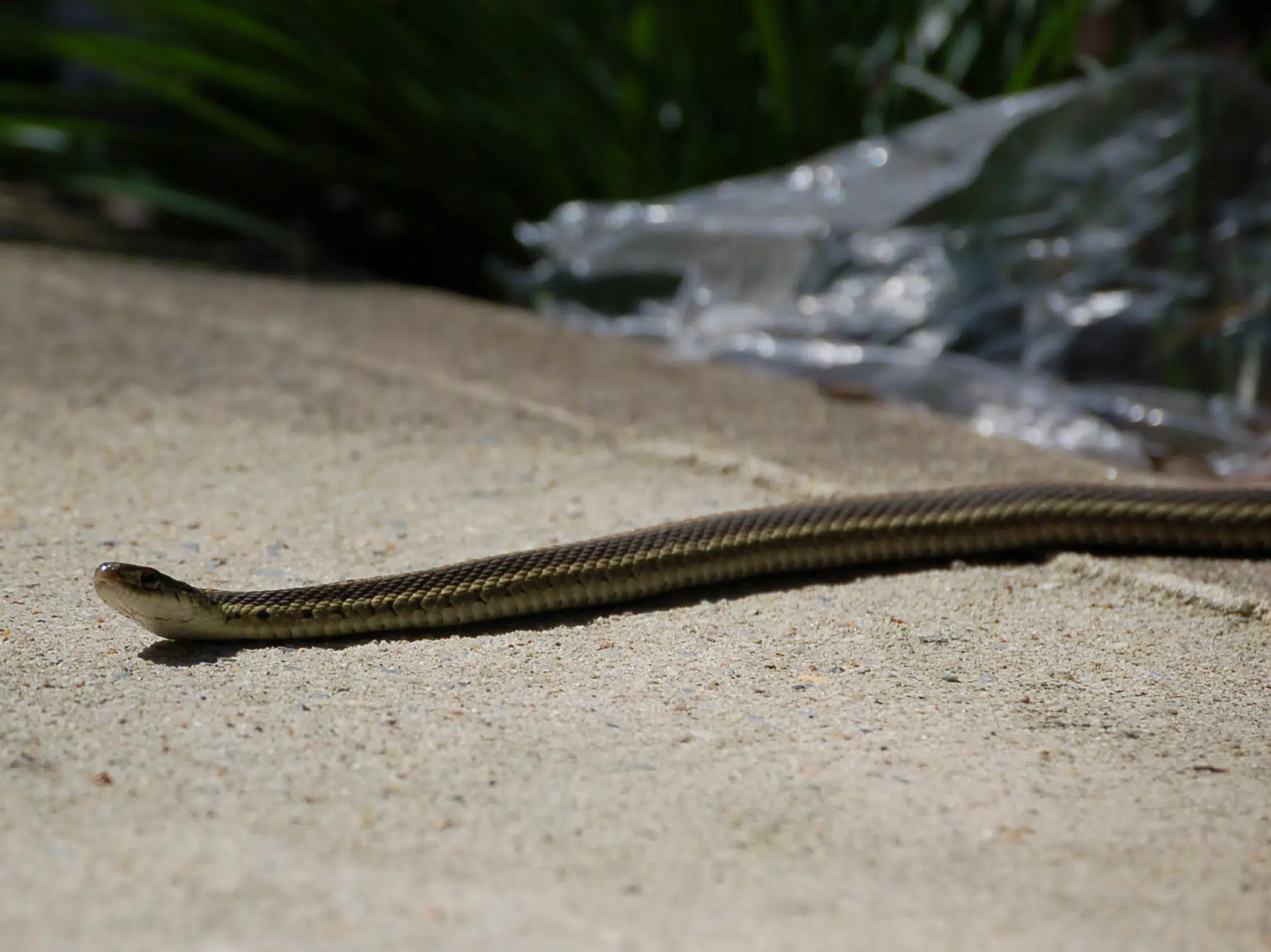 Garter Snake on Porch