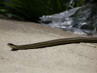 Garter Snake on Porch
