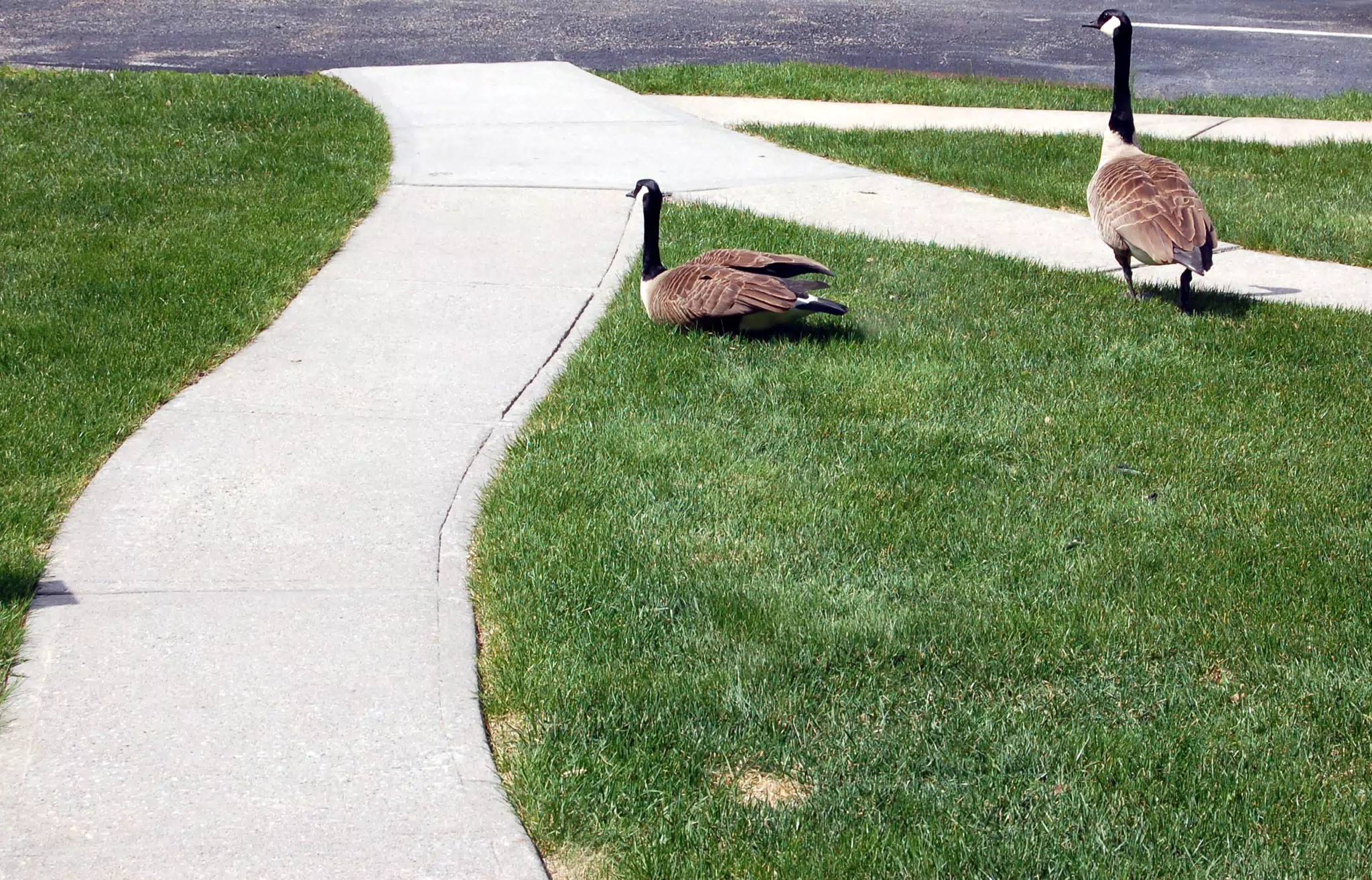Geese Have No Respect
