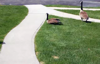Geese Have No Respect