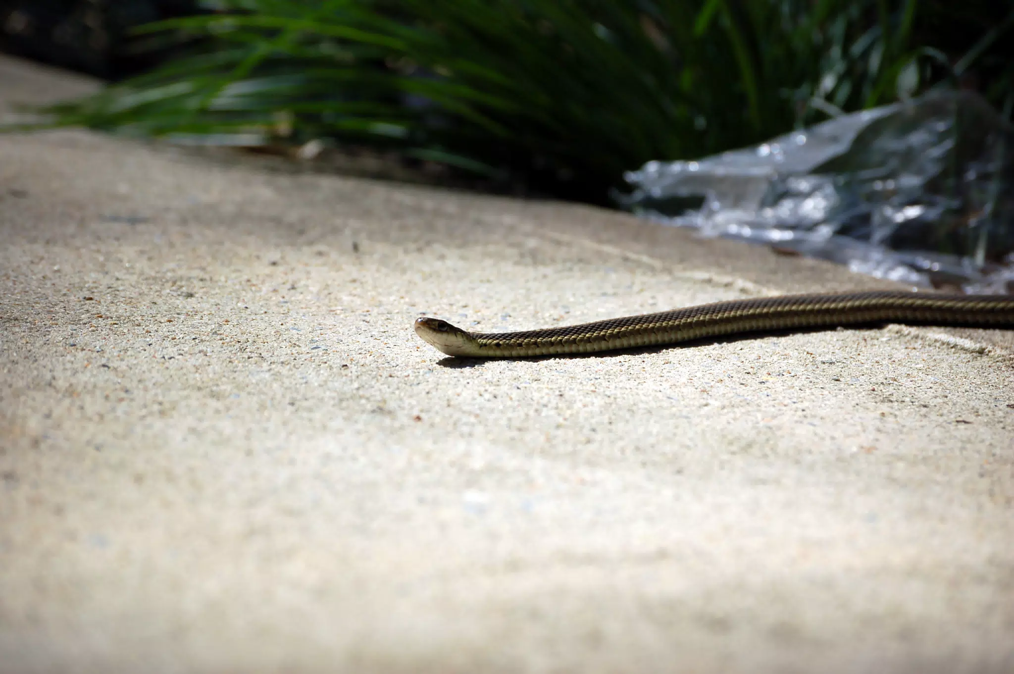 Garter Snake in the Backyard