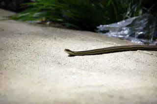 Garter Snake in the Backyard