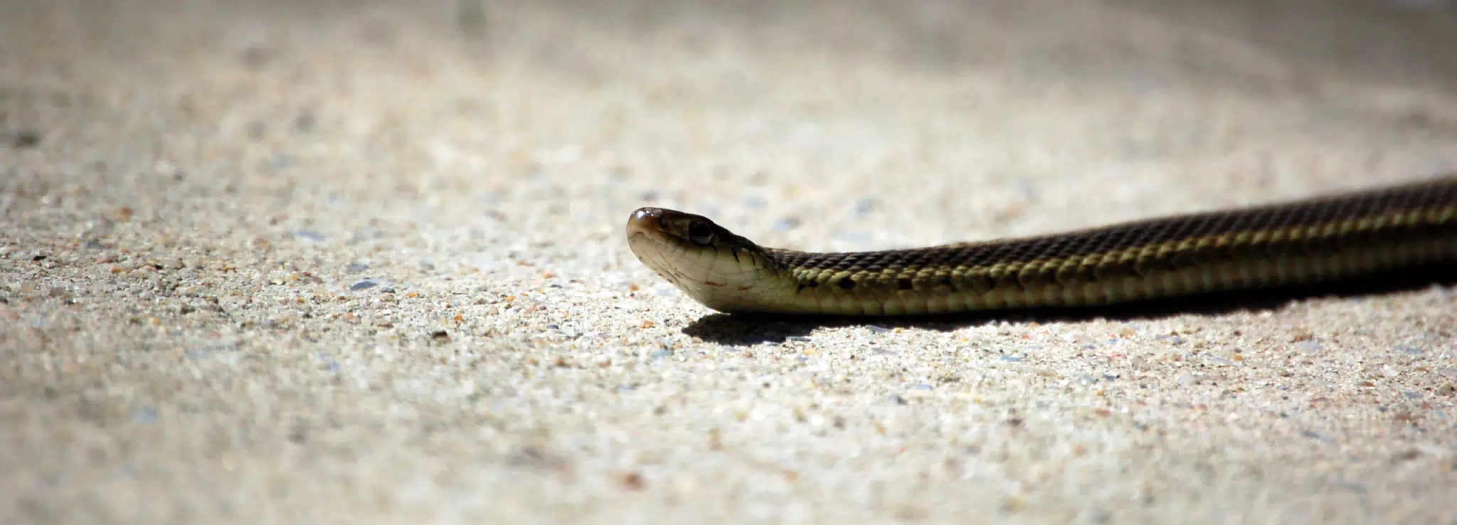 Closeup of Garter Snake