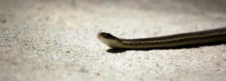 Closeup of Garter Snake