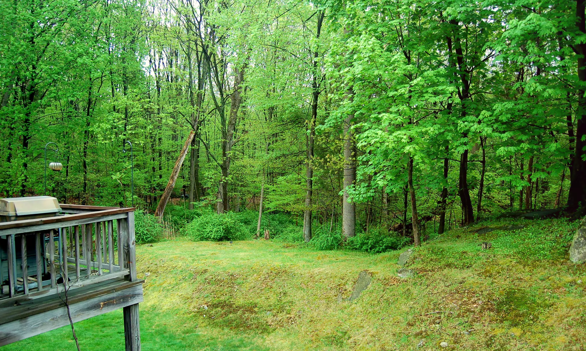 Our Backyard