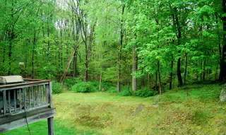Our Backyard