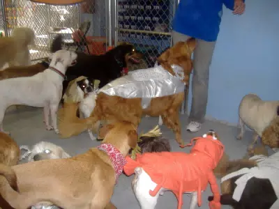 Oreo at Doggie Paradise Halloween Party 2006