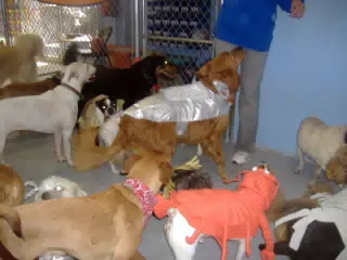 Oreo at Doggie Paradise Halloween Party 2006