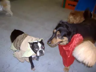 Oreo at Doggie Paradise Halloween Party 2006