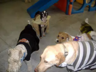 Oreo at Doggie Paradise Halloween Party 2006