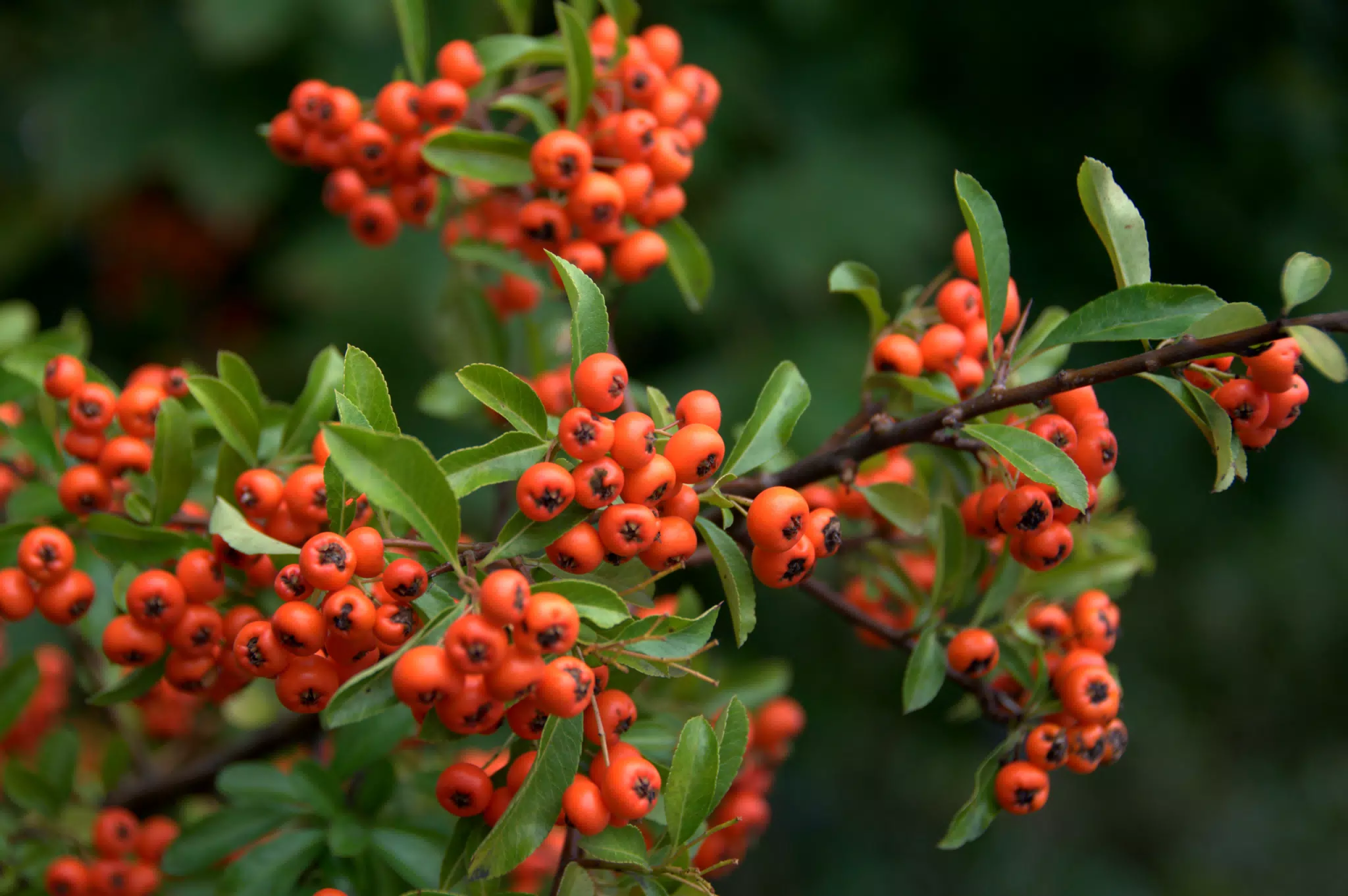 Orange Berries at My Hotel