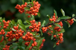 Orange Berries at My Hotel