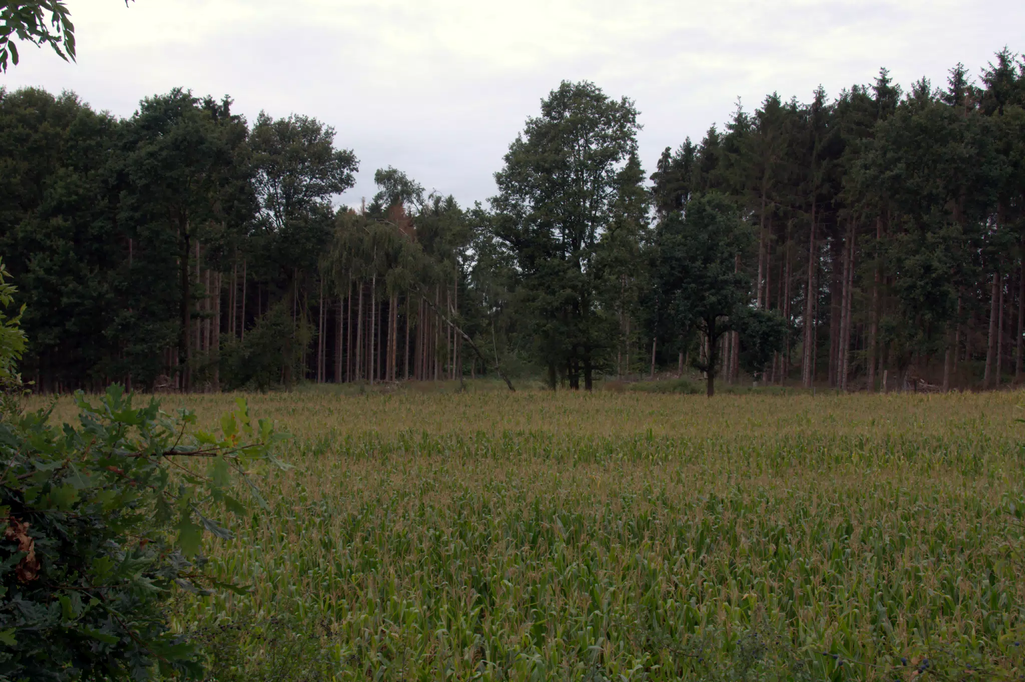 Corn Field on My Walk