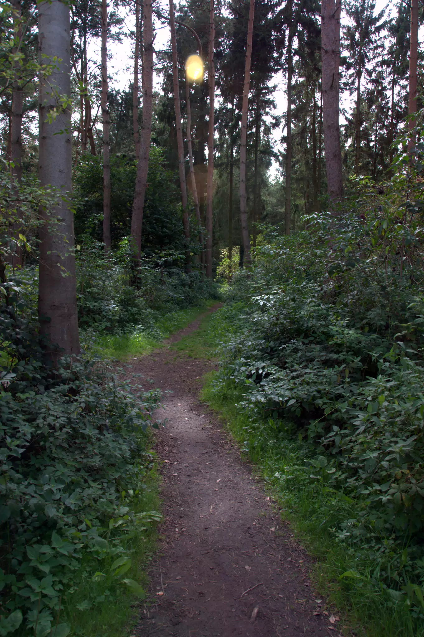Forest Path Behind Excavation Area