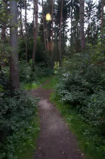Forest Path Behind Excavation Area