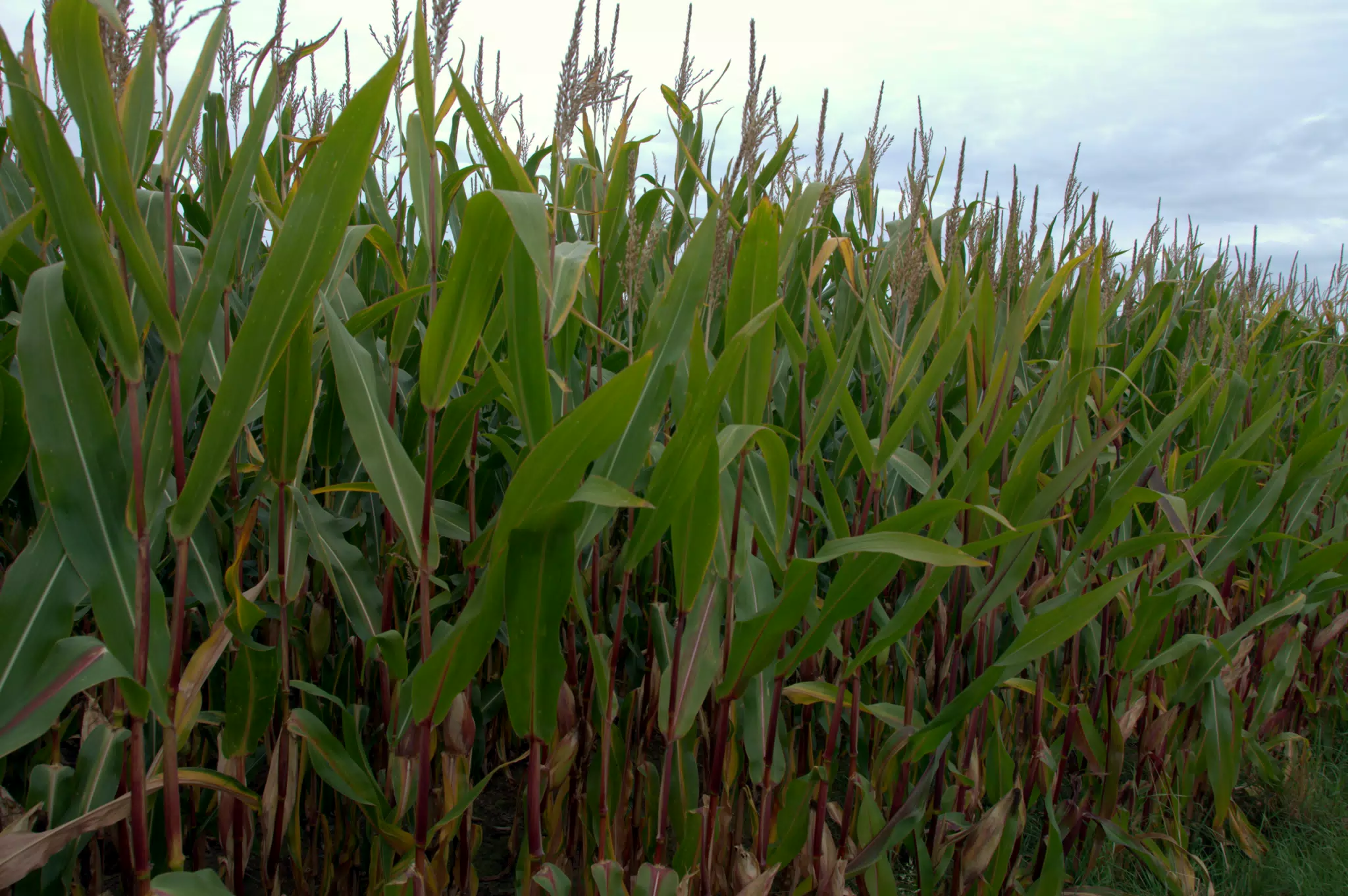 Corn