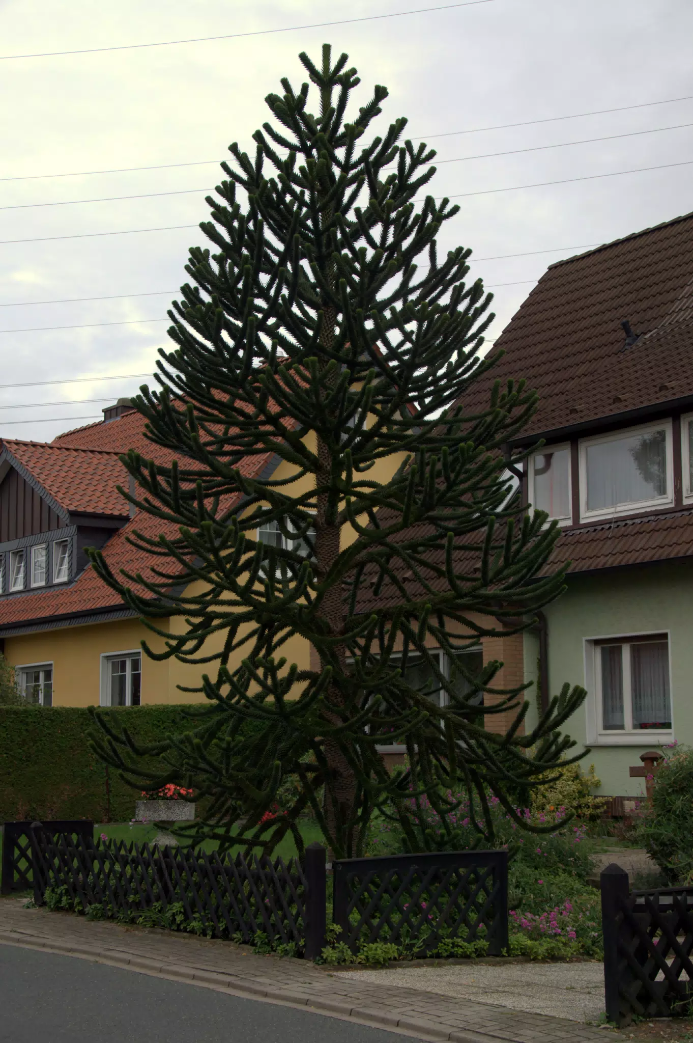 Weird German Tree