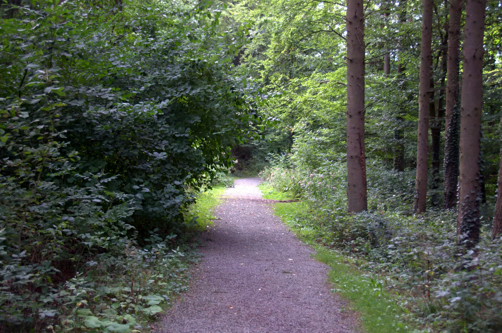 Another Path in the Forest