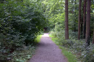 Another Path in the Forest