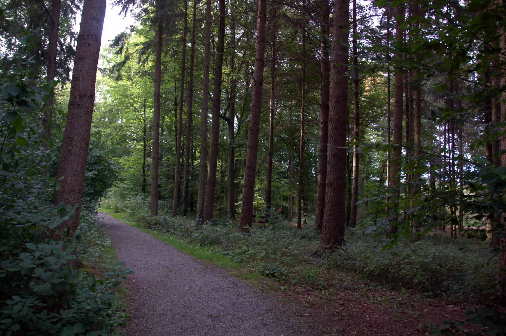 Path in the Forest