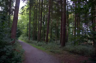 Path in the Forest