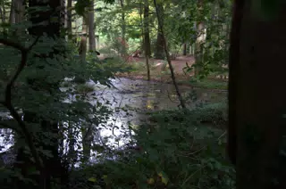 Bog in the Forest