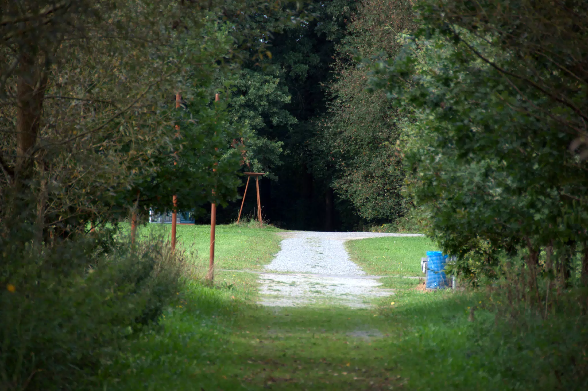 Battlefield from Forest Path