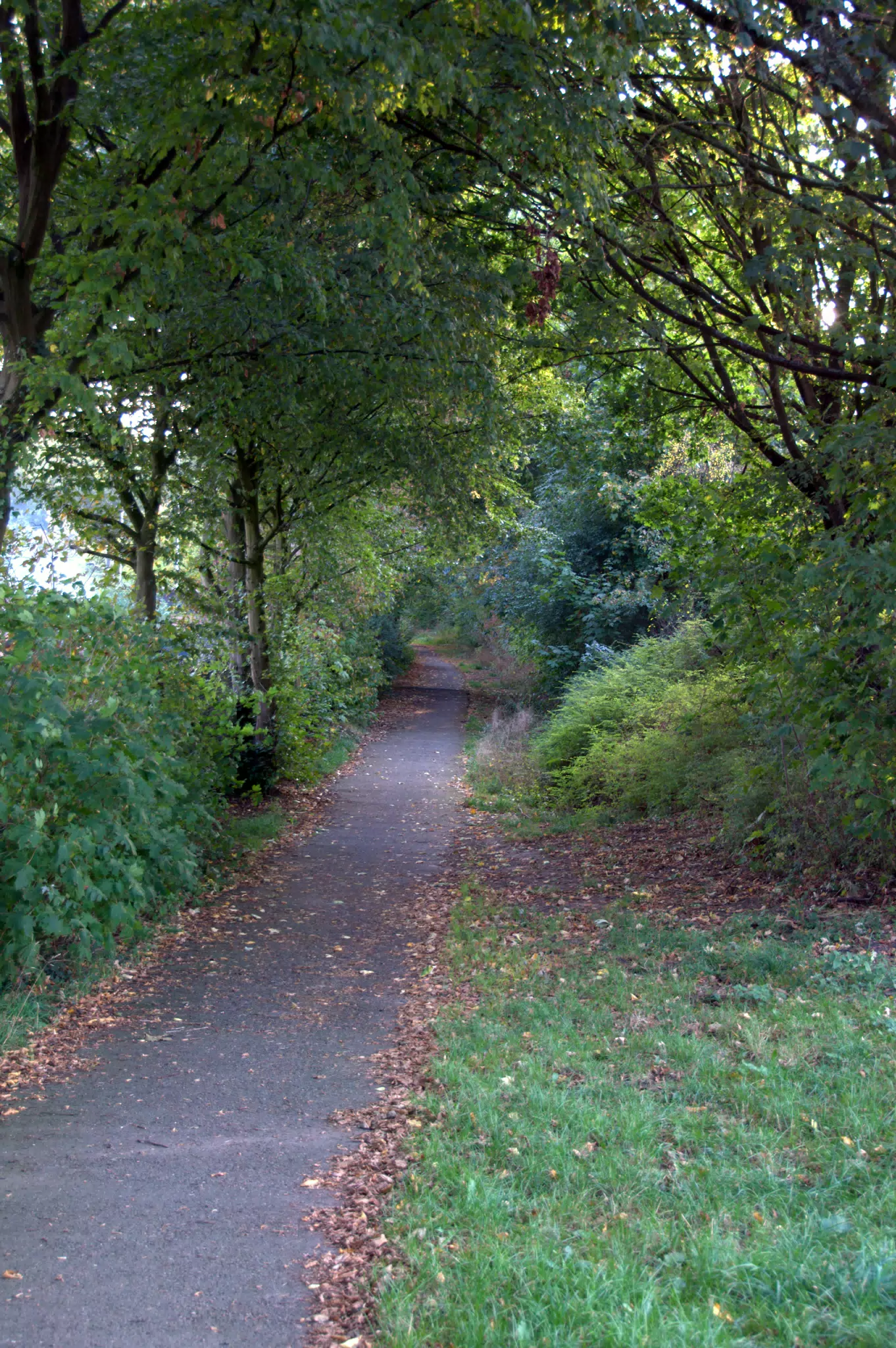 Little Walking Path that I Took