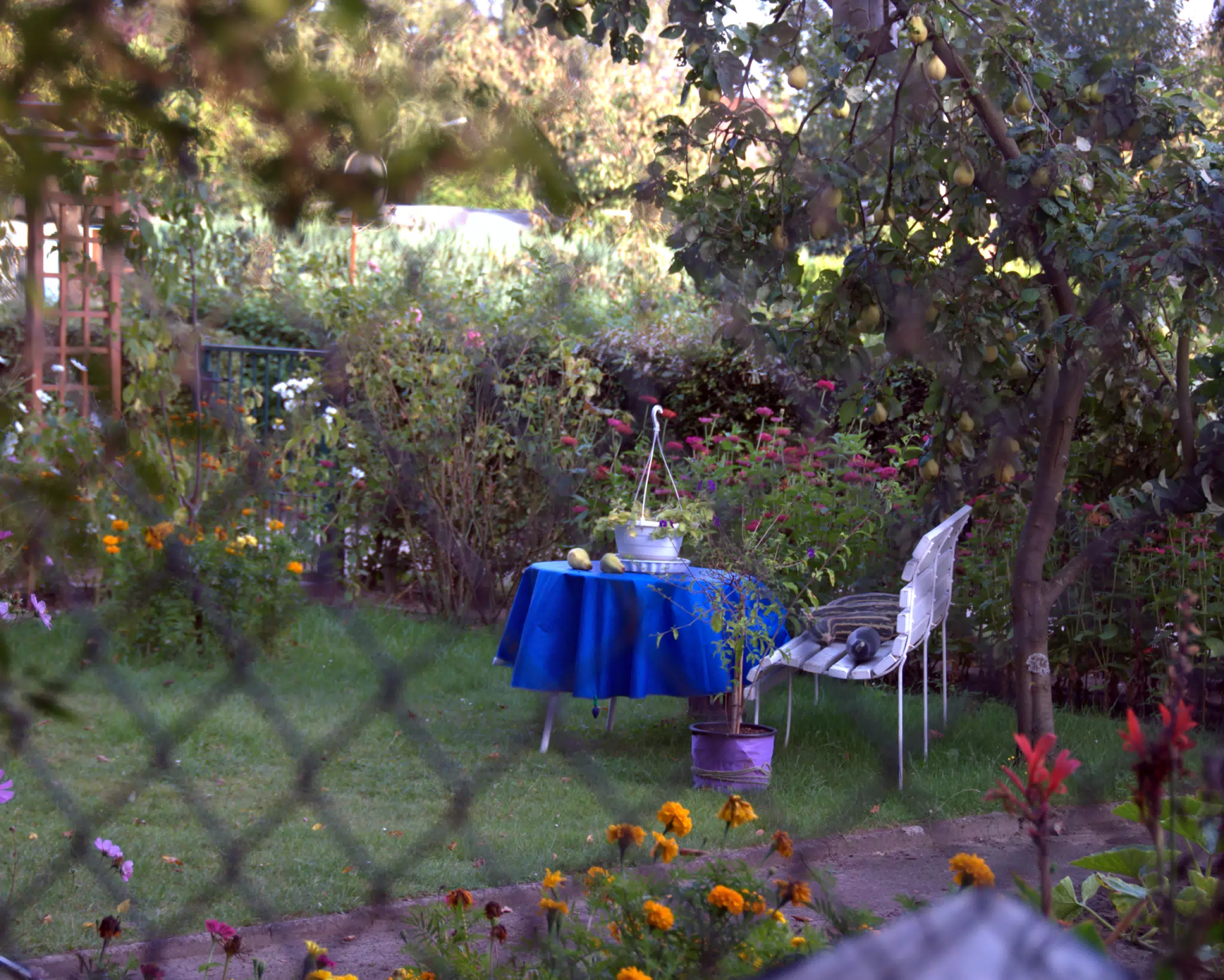 Quiet Backyard Garden