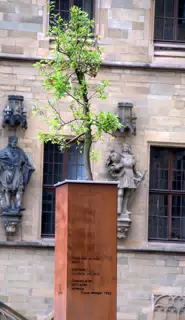 Memorial Tree Before the Rathaus