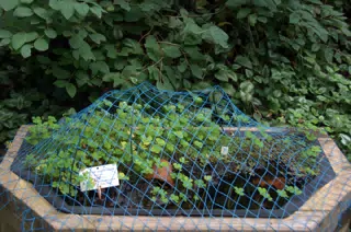 Water Plants