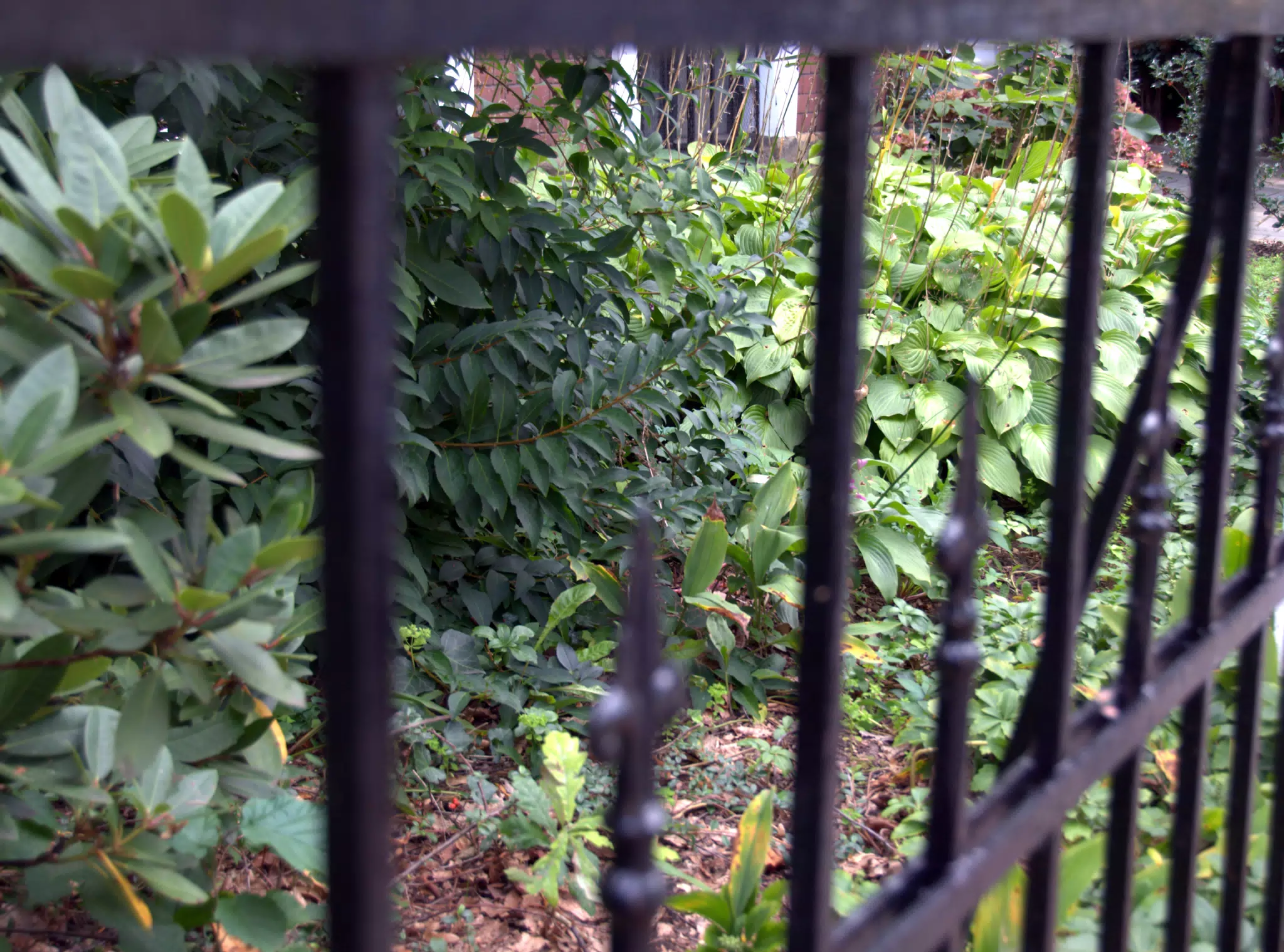 Fence and Garden on Street
