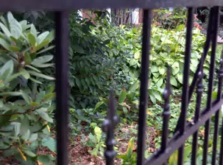 Fence and Garden on Street