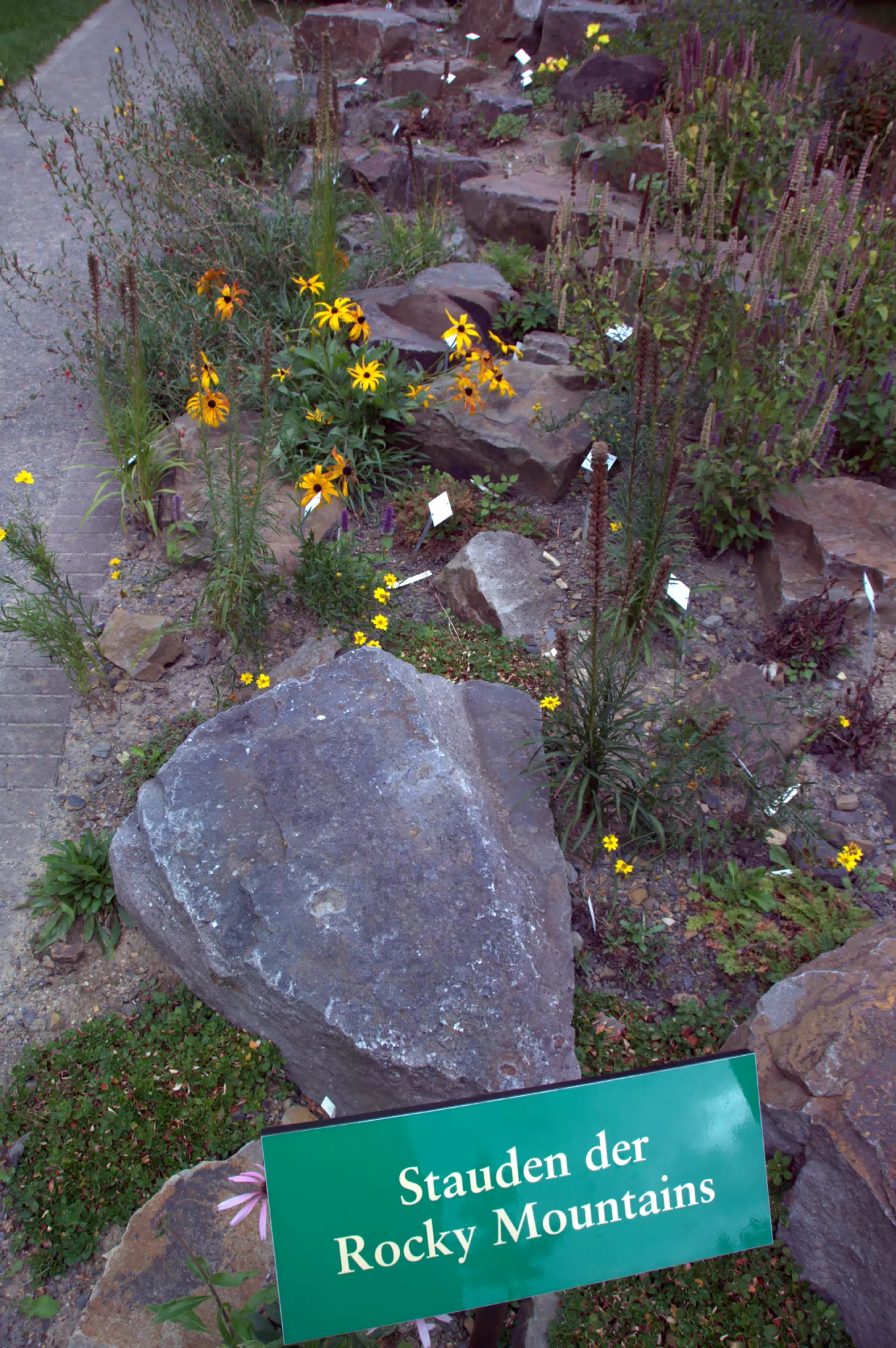More Rocky Mountain Plants