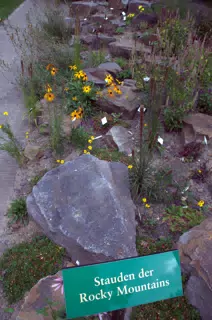 More Rocky Mountain Plants