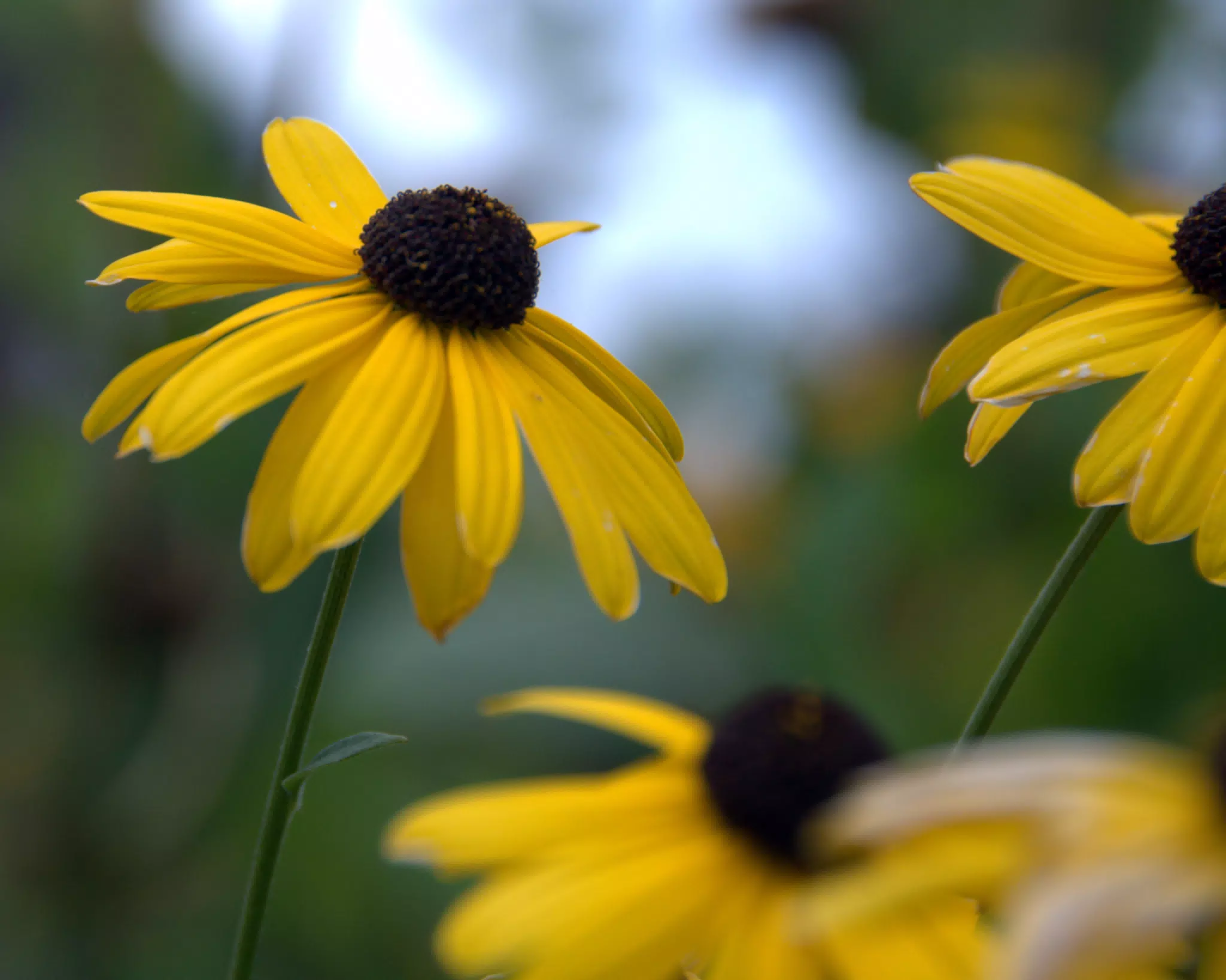 Yellow Flowers at Botanical Gardens