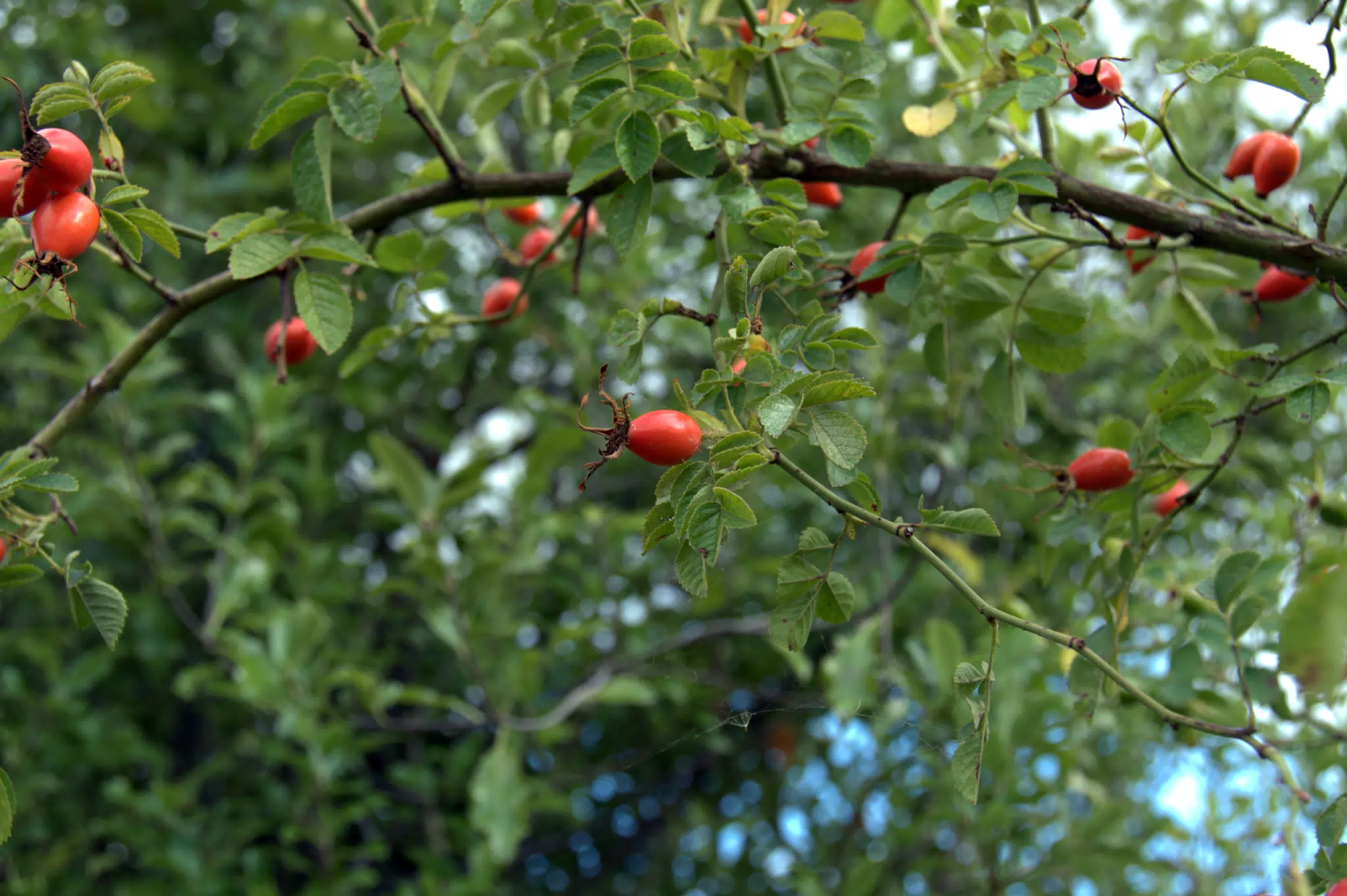 Maybe Tomatoes