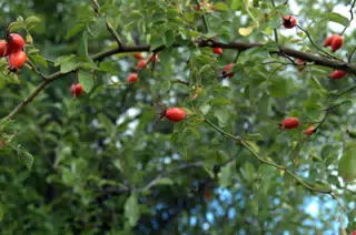 Maybe Tomatoes