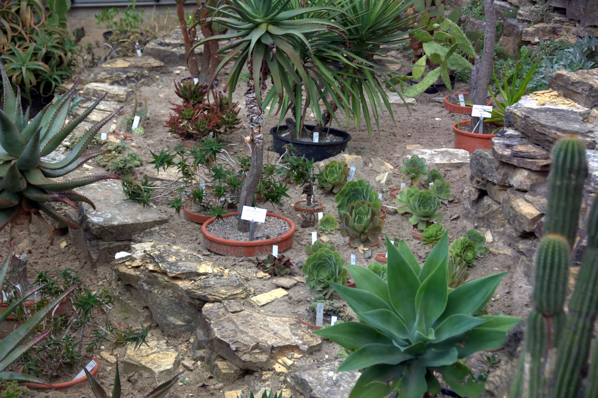 Cactus Display at Botanical Gardens