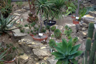 Cactus Display at Botanical Gardens
