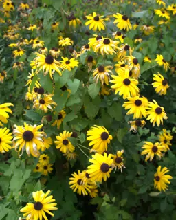 Yellow Flowers in Botanical Gardens