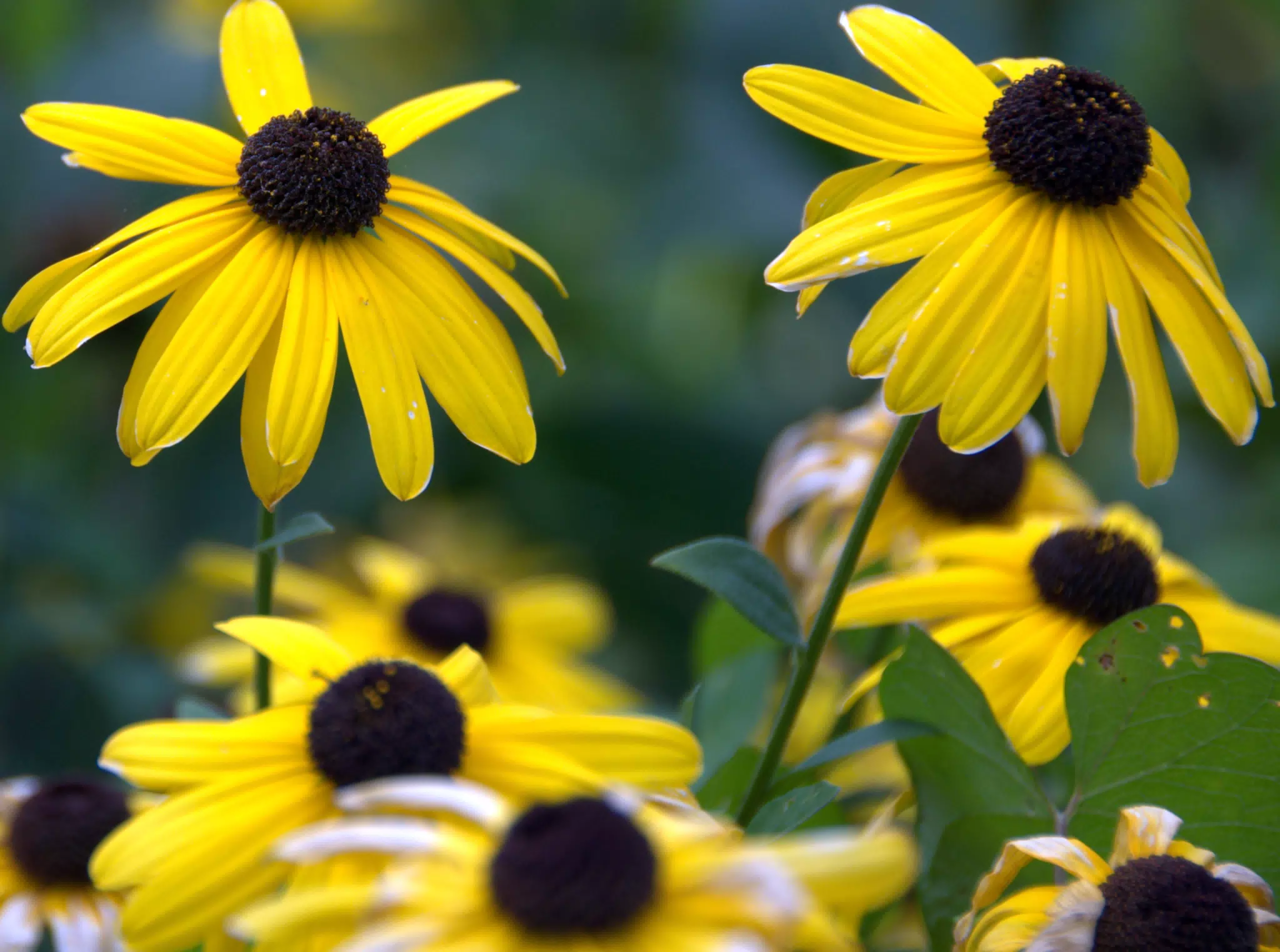 Yellow Flowers