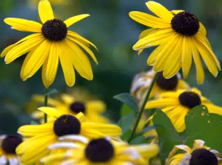 Yellow Flowers