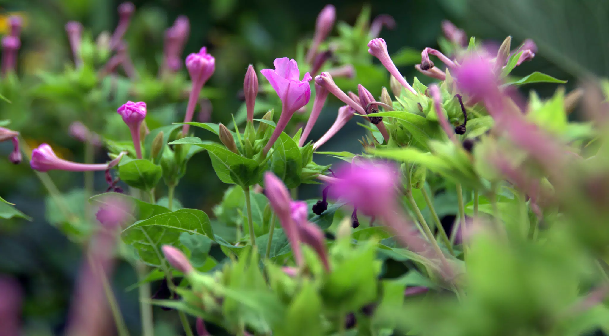Purple Flowers at Botanical Gardens