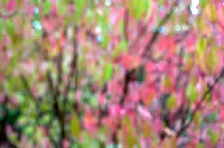 Abstract Pink Tree