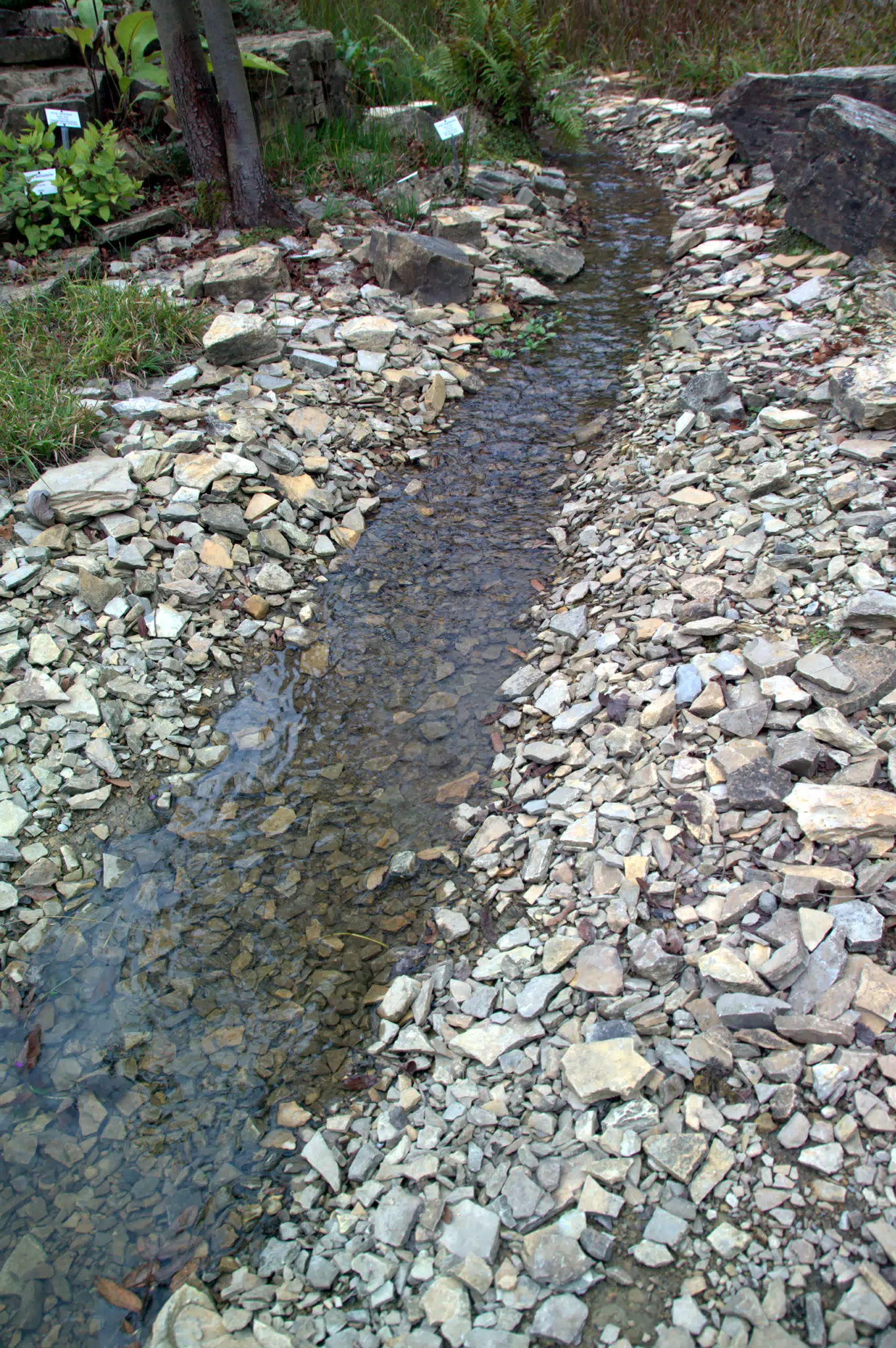 Stream Through Botanical Gardens