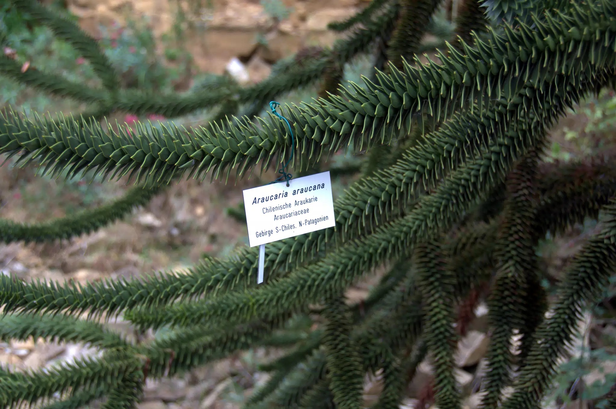 Spiny Tree Details Revealed