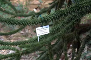 Spiny Tree Details Revealed
