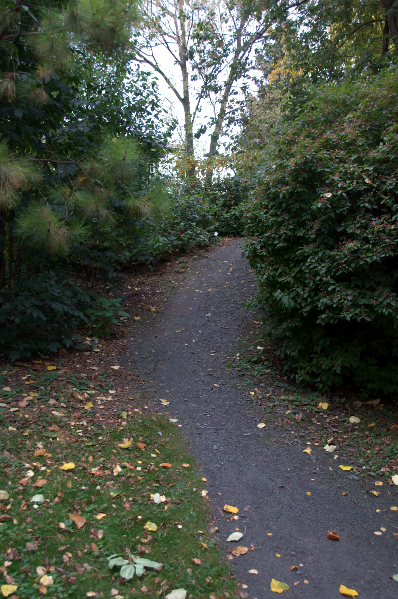 Lonely Garden Path
