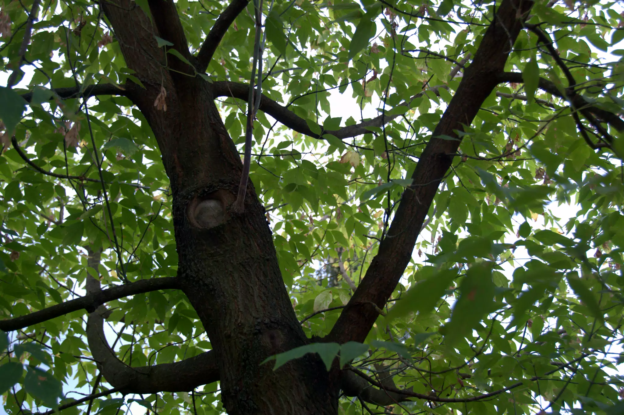 Tree in Botanical Gardens